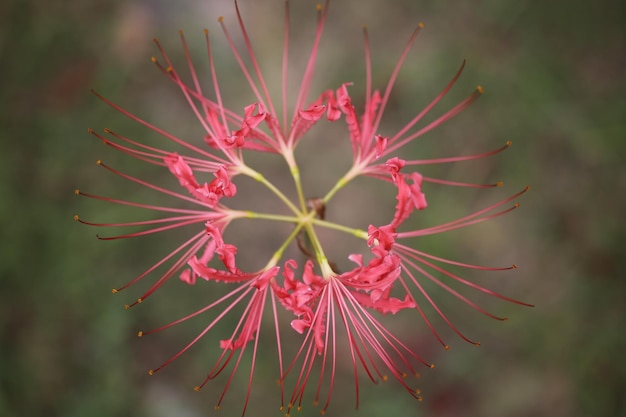 Foto close-up di un fiore sullo sfondo sfocato