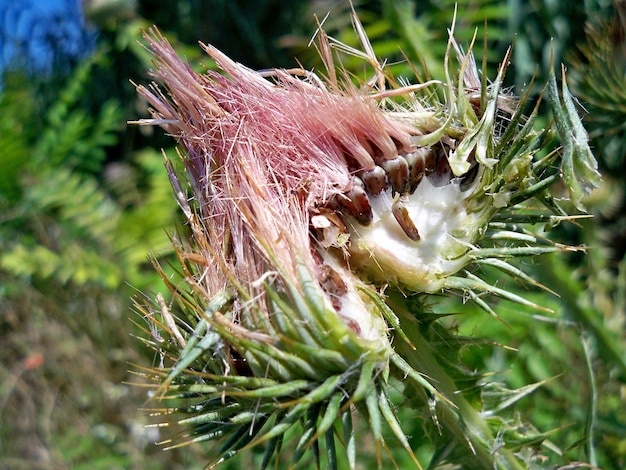 Foto close-up di un fiore sullo sfondo sfocato