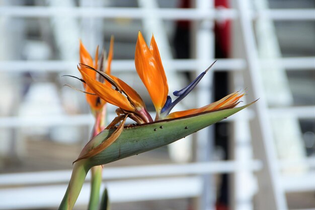 Close-up of flower against blurred background