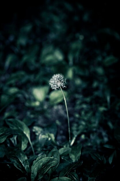 Photo close-up of flower against blurred background