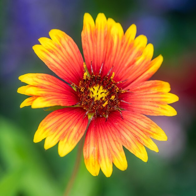 Close-up of flower against blurred background