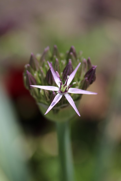 Photo close-up of flower against blurred background