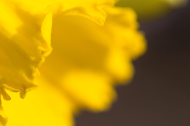 Photo close-up of flower against blurred background