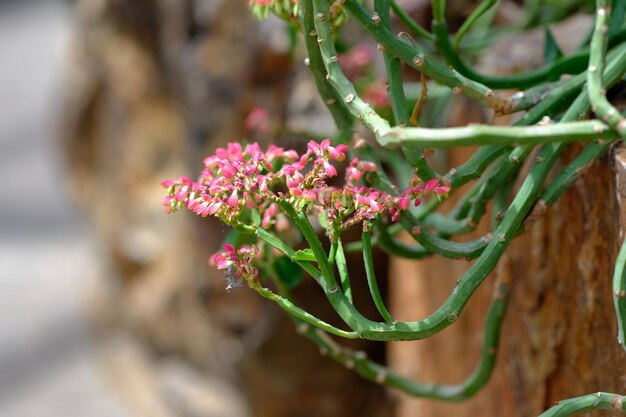 Foto close-up di un fiore sullo sfondo sfocato