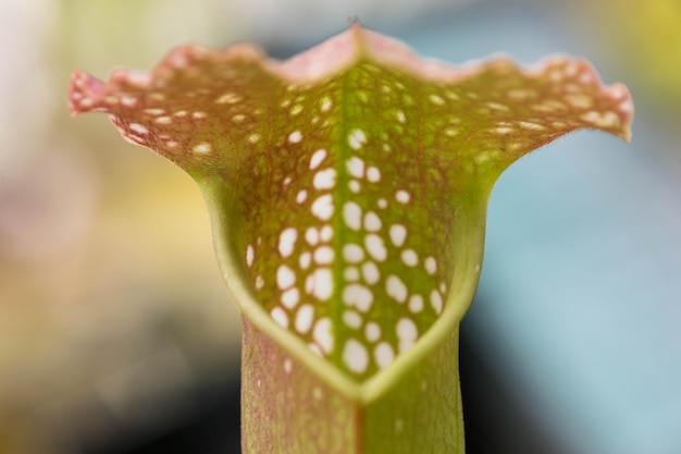 Foto close-up di un fiore sullo sfondo sfocato