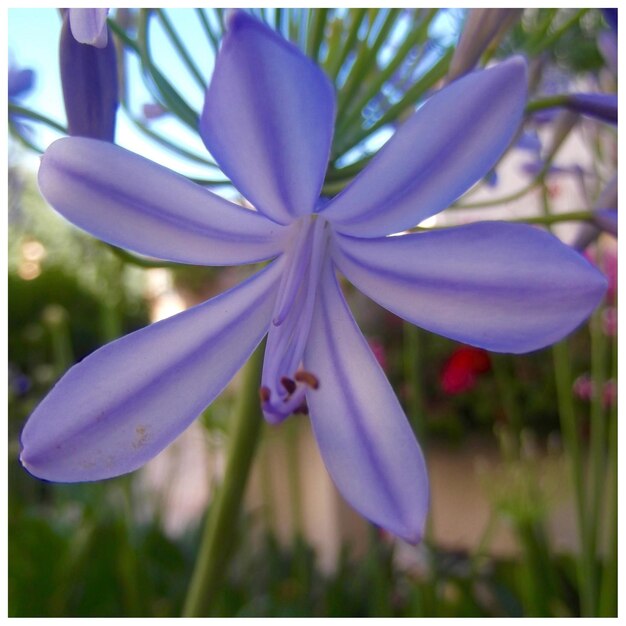 Foto close-up di un fiore sullo sfondo sfocato