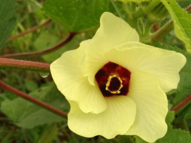 Close-up of flower against blurred background