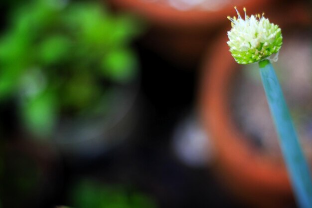 Close-up of flower against blurred background