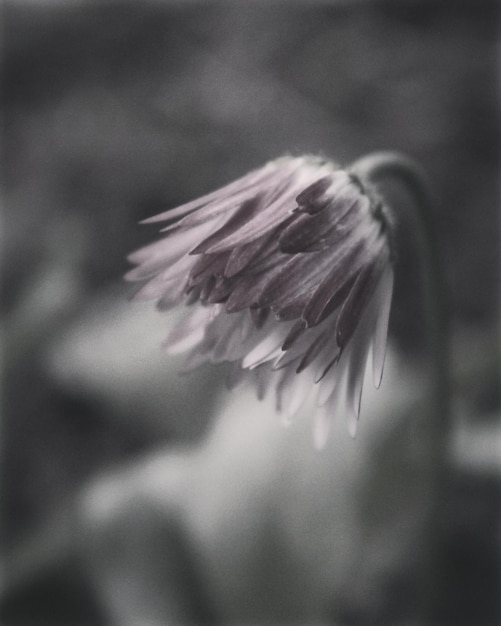 Foto close-up di un fiore sullo sfondo sfocato