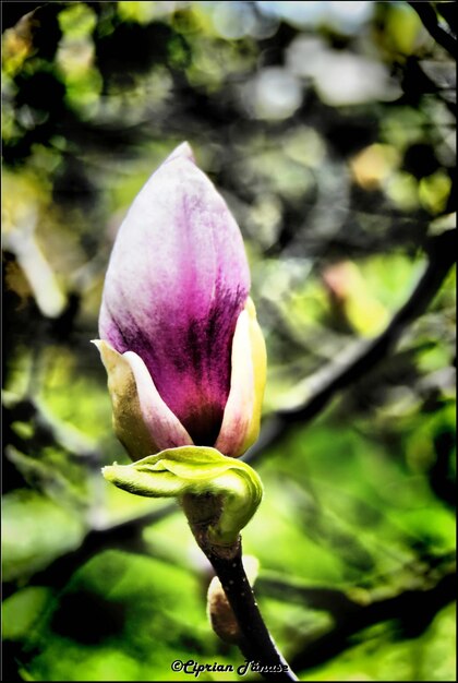 Close-up of flower against blurred background