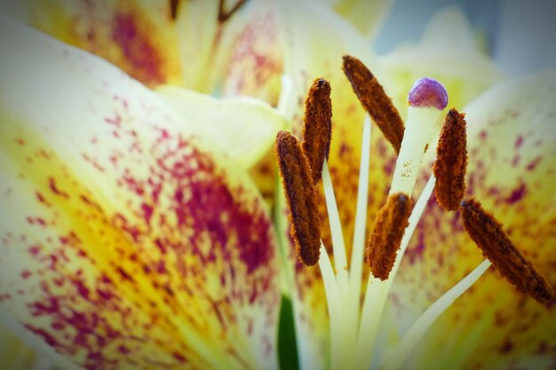 Close-up of flower against blurred background