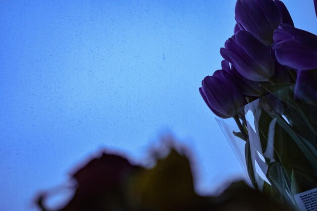 Close-up of flower against clear blue sky