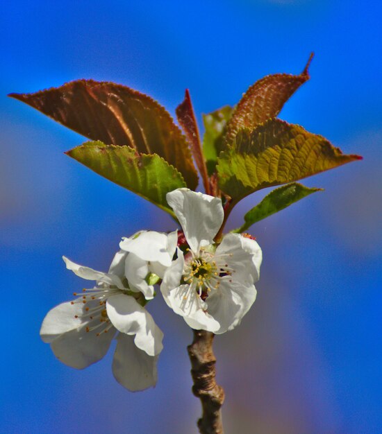 Close-up of flower against clear blue sky