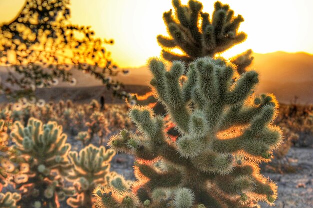 Photo close-up of flower against sky at sunset