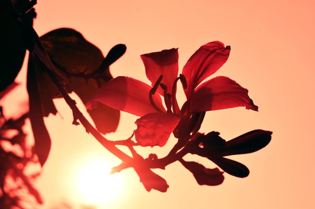 Foto close-up di un fiore contro il cielo al tramonto