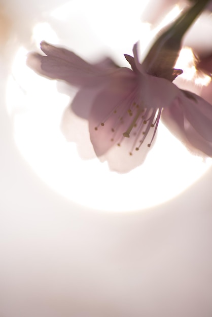 Photo close-up of flower against sky