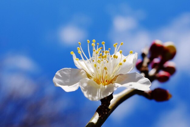 Close-up of flower against sky