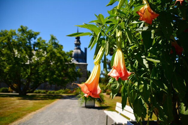 Close-up of flower against trees