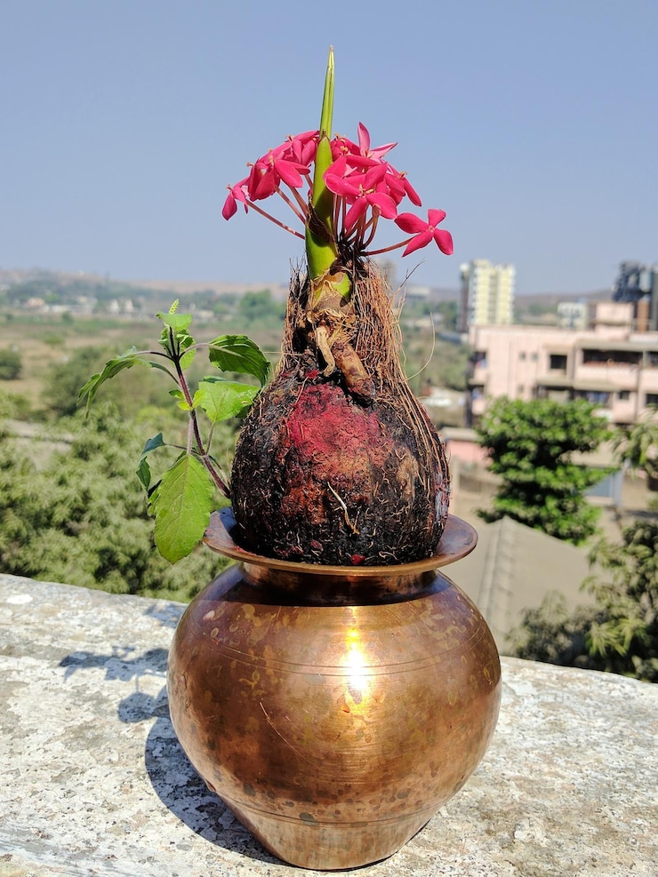 फोटो पेड़ों के विपरीत फूल का क्लोज-अप