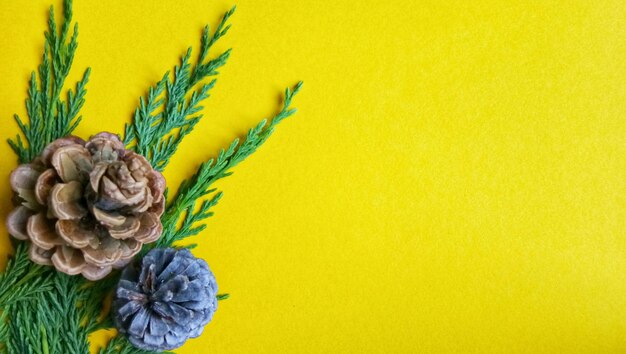 Close-up of flower against yellow background