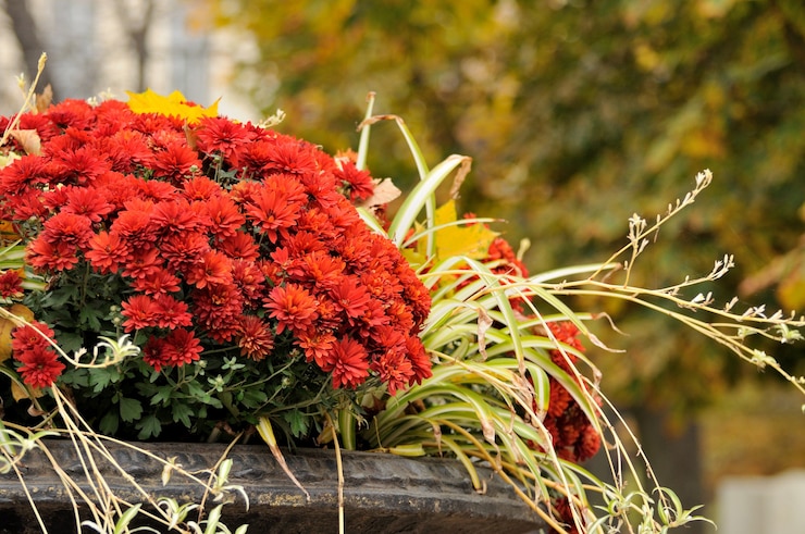 Photo close-up of  flower. autumn background.