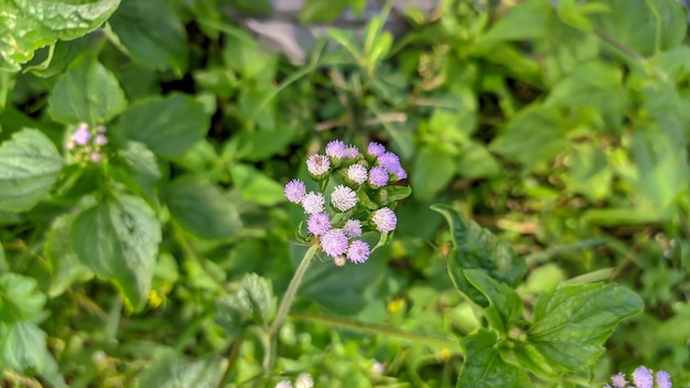 Photo close up of flower bandotan or wedusan is a type of agricultural weed belonging to the asteraceae