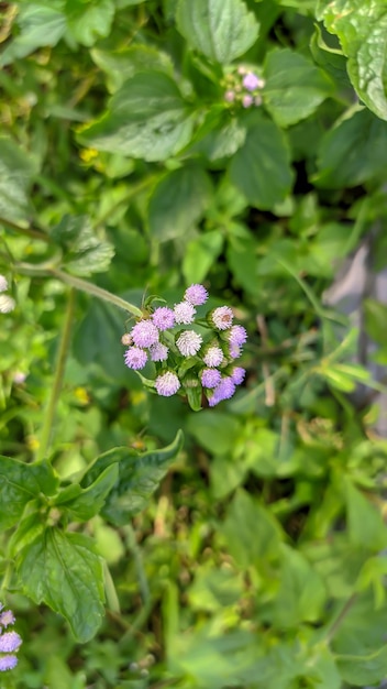 Photo close up of flower bandotan or wedusan is a type of agricultural weed belonging to the asteraceae