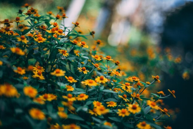 A close up of a flower bed with yellow flowers