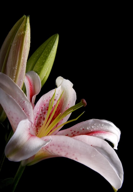 Foto close-up di un fiore su uno sfondo nero