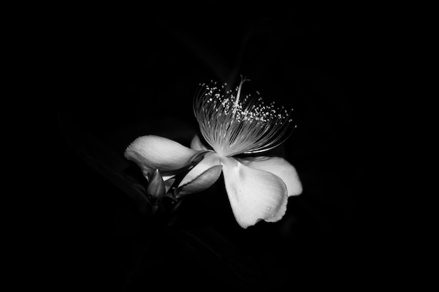 Photo close-up of flower over black background