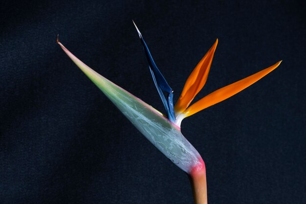 Photo close-up of flower over black background