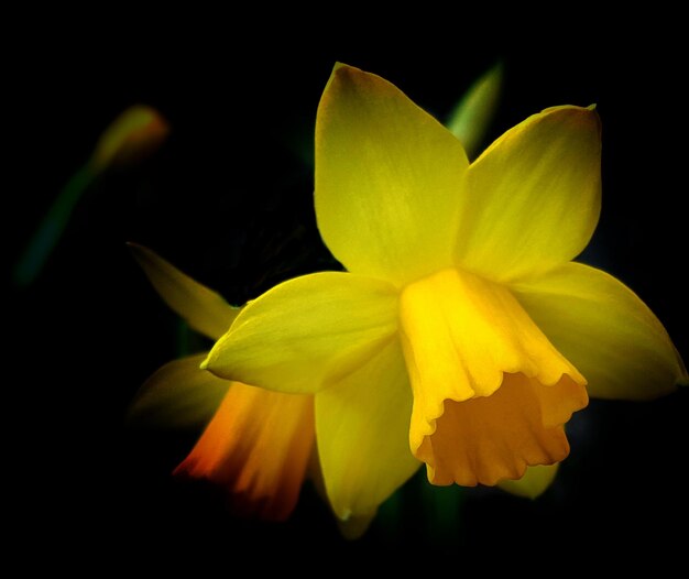 Close-up of flower blooming against black background