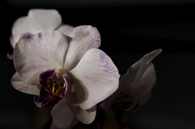 Close-up of flower blooming against black background