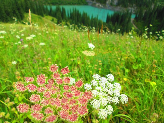 Close-up of flower blooming in field