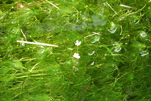 Foto close-up di un fiore che fiorisce sul campo