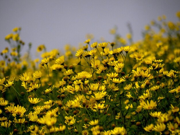 Photo close-up of flower blooming in field