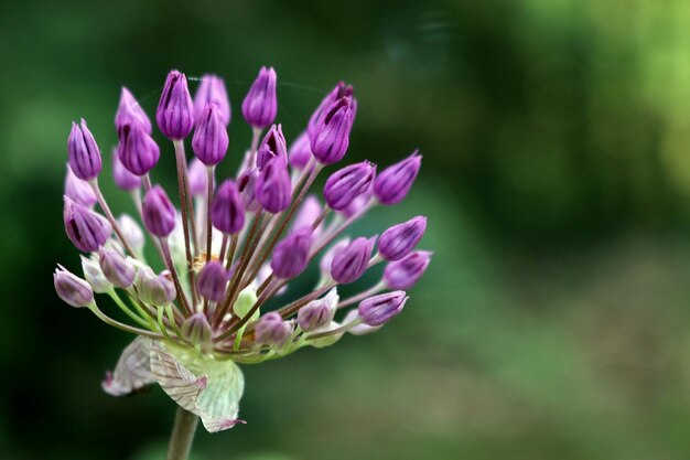 Foto close-up di un fiore in fiore all'aperto