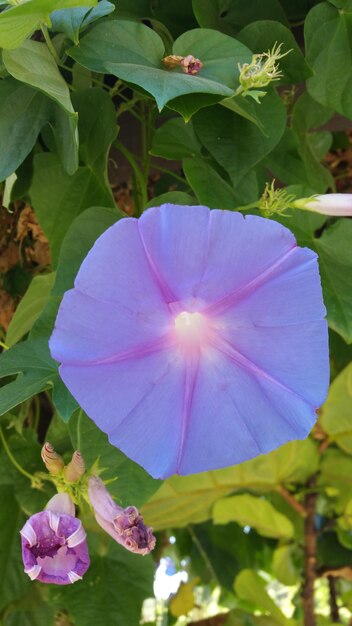 Close-up of flower blooming outdoors