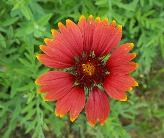 Close-up of flower blooming outdoors