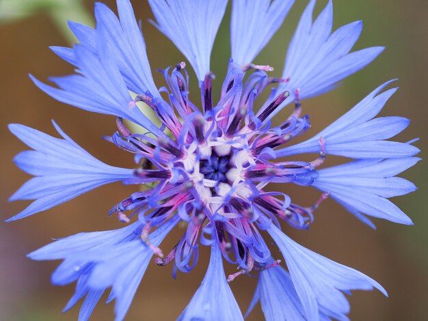 Foto close-up di un fiore in fiore all'aperto