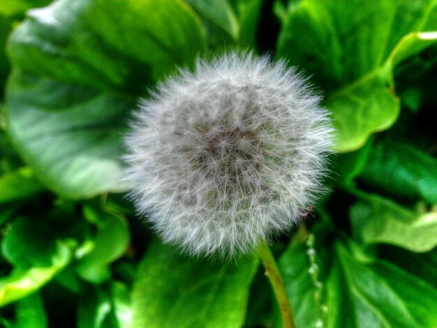 Foto close-up di un fiore in fiore all'aperto