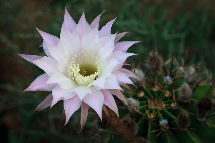 Photo 外でいている花のクローズアップ