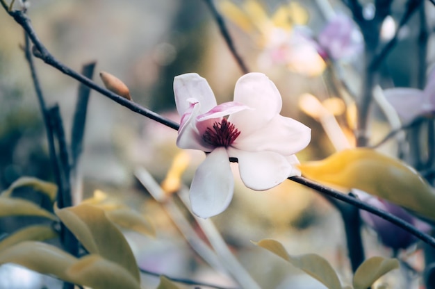 外でいている花のクローズアップ