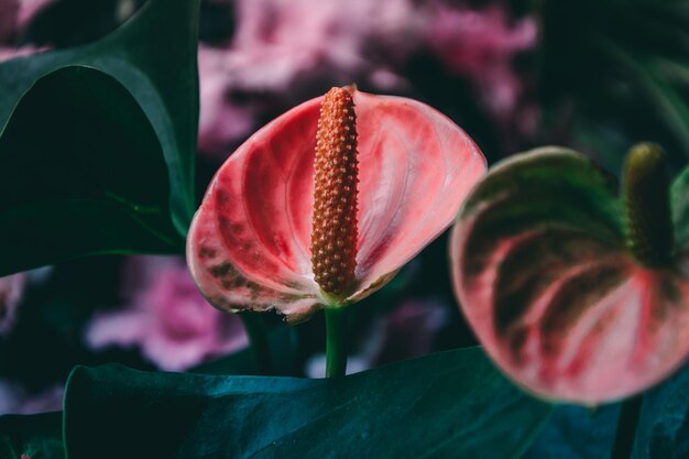 Photo close-up of flower blooming outdoors