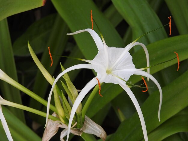 Close-up of flower blooming outdoors