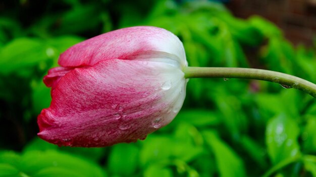 Close-up of flower blooming outdoors