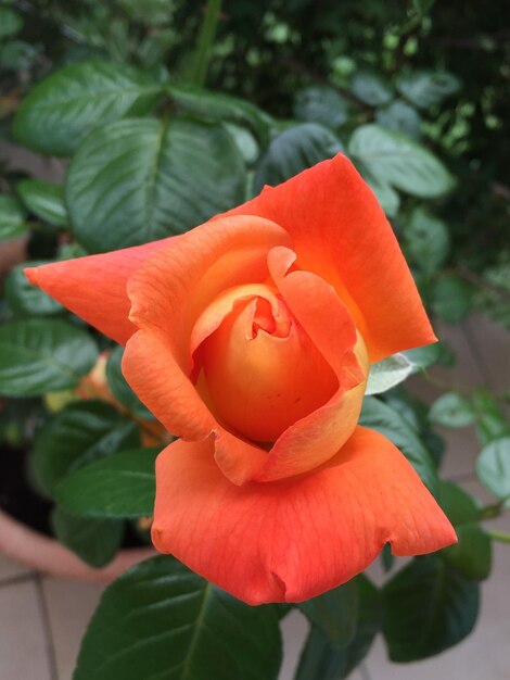 Close-up of flower blooming outdoors