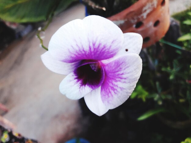 Close-up of flower blooming outdoors