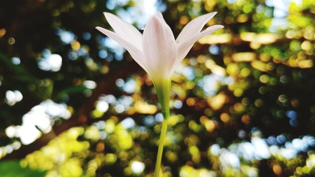 Close-up of flower blooming outdoors