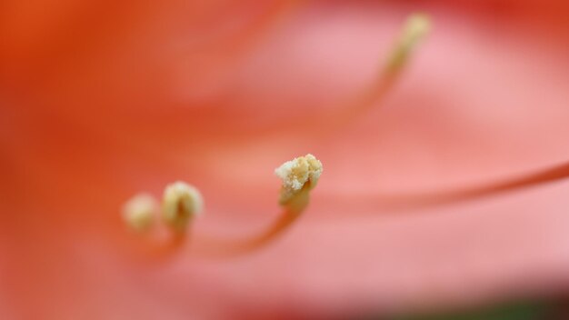 Close-up of flower blooming outdoors